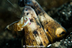 Snake Eel and a face dancing/cleaning Shrimp keeping his ... by Thomas Ozanne 